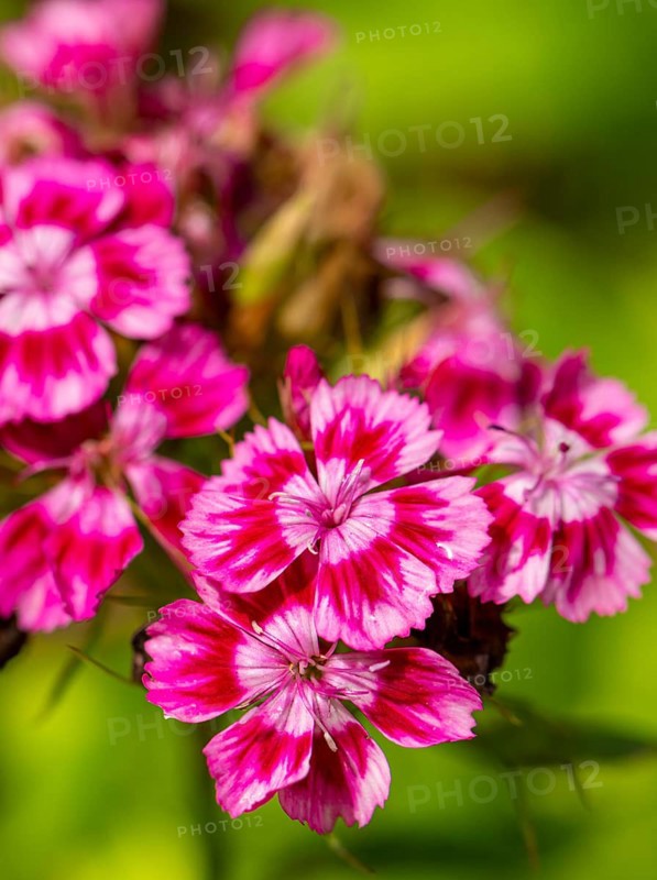 Close-up of pink-white flowers of the sweet william (Dianthus barbatus) against a blurred green background, Ternitz, Lower Austria, Austria, Europe