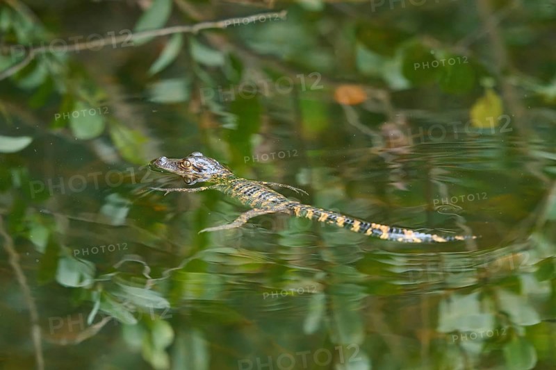 American baby alligator (Alligator mississippiensis), in the water, spring, Shark valley, Everglades National Park, Florida, USA, North America
