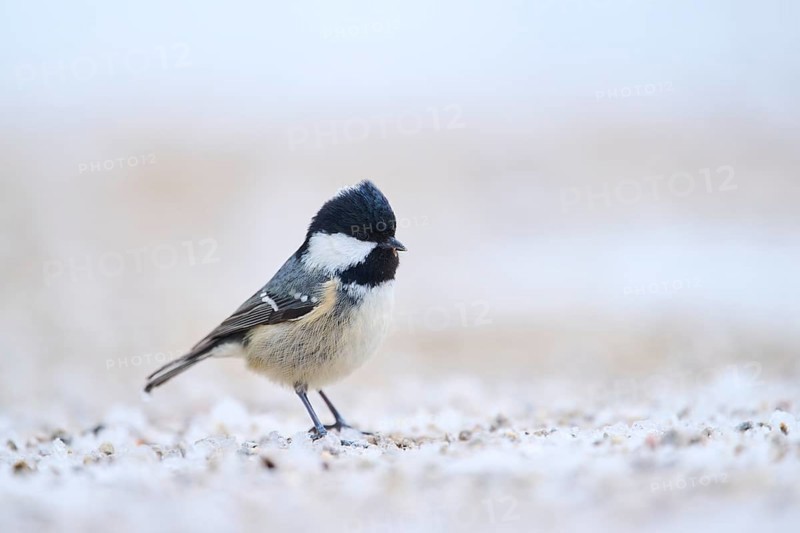 Coal tit (Periparus ater) on the ground in the snow in winter, Bavaria, Germany, Europe