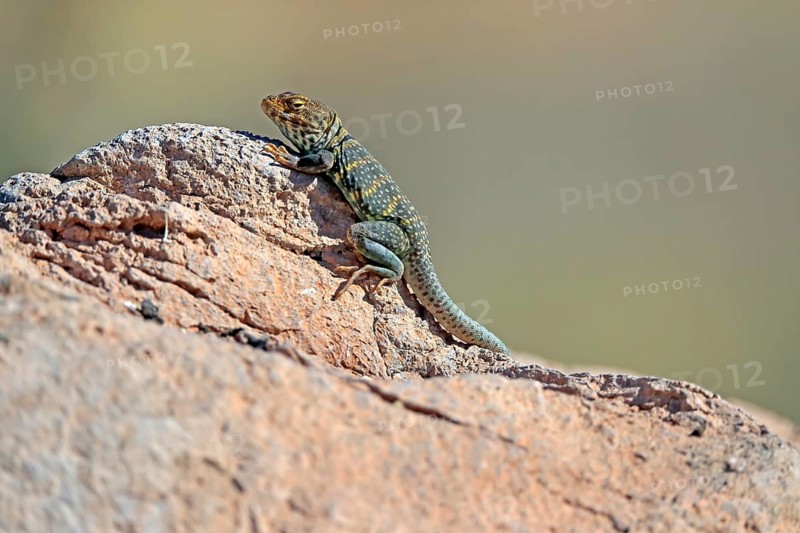 Common collared lizard (Crotaphytus collaris), adult, on rocks, foraging, warming up, sunbathing, Sonoran Desert, Arizona, North America, USA, North America