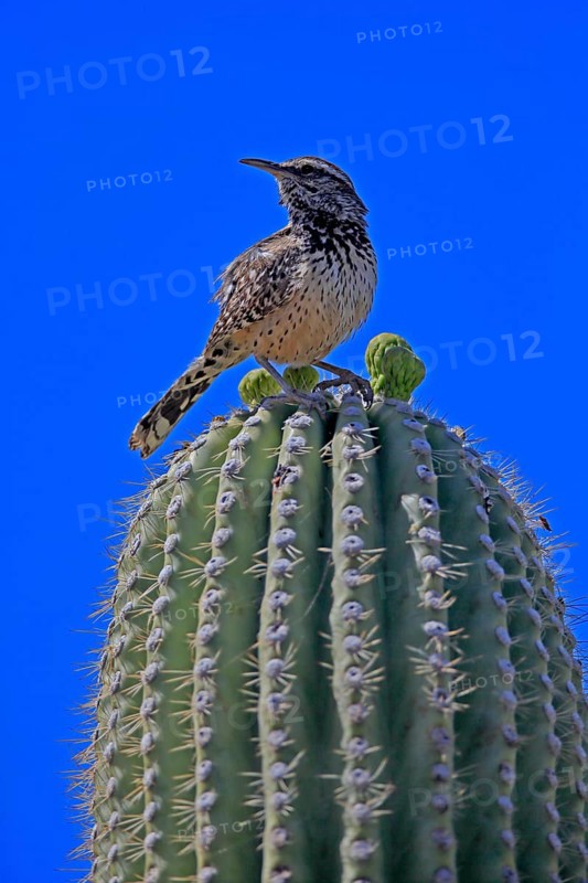 Cactus wren (Campylorhynchus brunneicapillus), adult, on saguaro cactus, Sonoran Desert, Arizona, North America, USA, North America