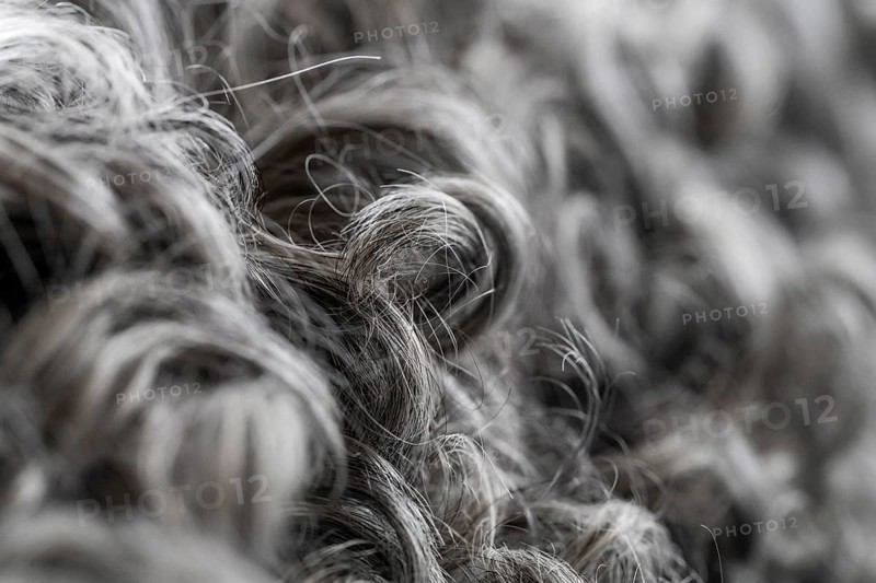 Black and white curly lambskin, close-up, Gotland sheep, Gotland Island, Sweden, Europe