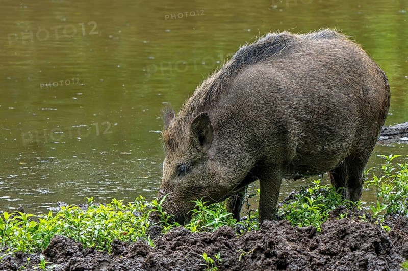 Wild boar (Sus scrofa) sow foraging by digging its snout in the mud on muddy river bank, riverbank in spring
