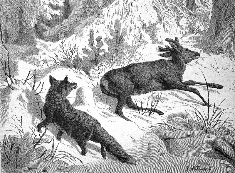 Fox sneaking up on a dead roebuck in winter, looking for food, illustration from 1880, historical, digital reproduction of an original from the 19th century