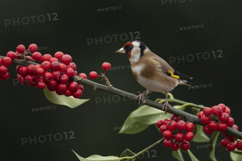 European goldfinch (Carduelis carduelis) adult bird on a Holly tree branch with red berries in winter, England, United Kingdom, Europe