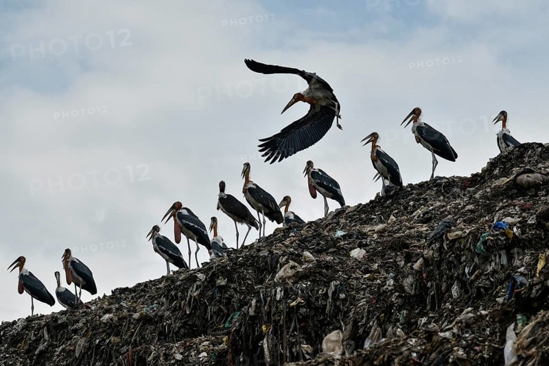Greater Adjutant Stork (Leptoptilos dubius) at a largest disposal site. The greater adjutant stork is one of the most endangered bird species widely distributed in the plains of the Brahmaputra valley of Assam