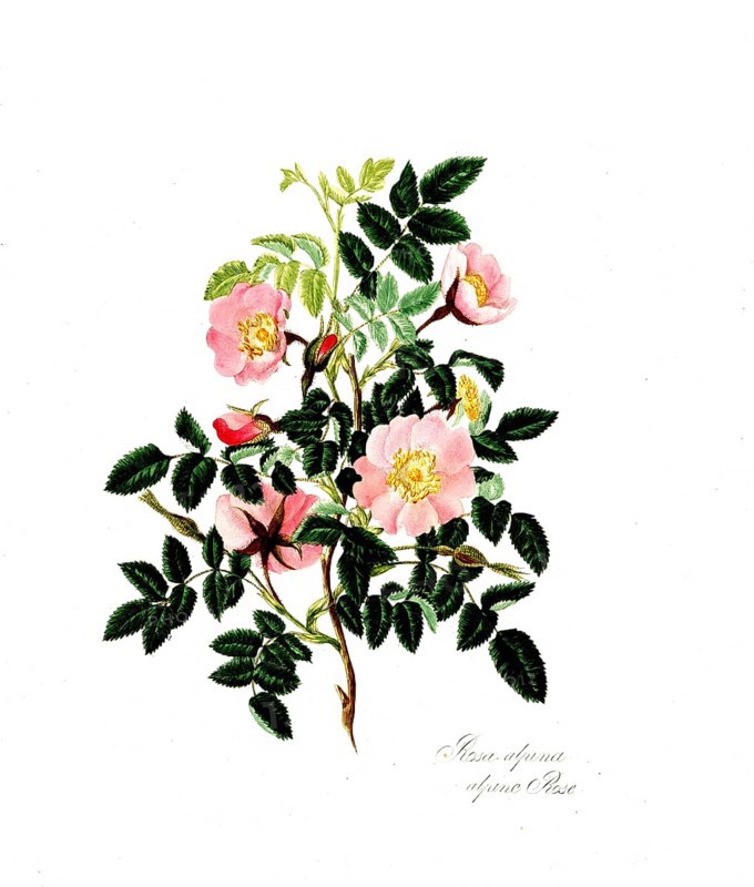 Rosa alpina, Rose, Historic rose, Rose cultivar, Illustration from 1799, Historic, digitally restored reproduction from a 19th century original, Record date not stated