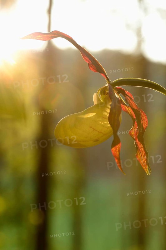 Close-up of lady's-slipper orchid (Cypripedium calceolus) in a forest in spring, Bavaria, Germany, Europe