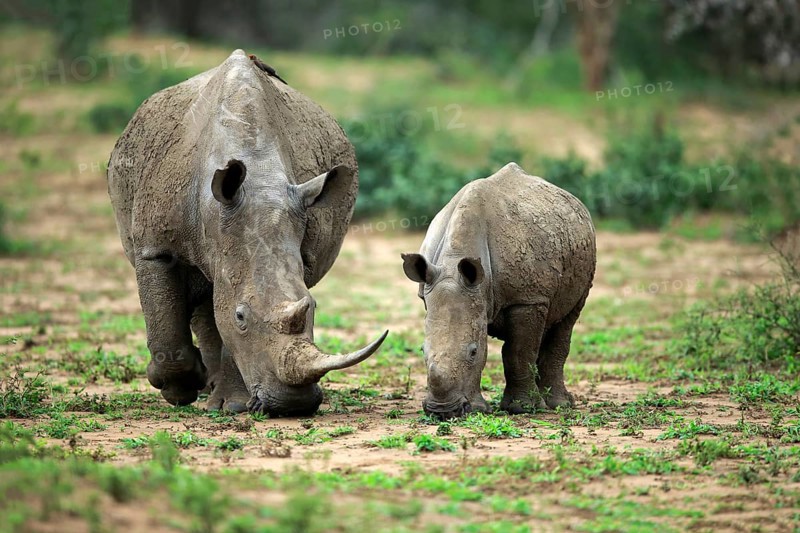 White rhino, white rhino (Ceratotherium simum), adult female feeding with young, foraging, two animals, Hluhluwe Umfolozi National Park, Hluhluwe iMfolozi National Park, KwaZulu Natal, South Africa, Africa