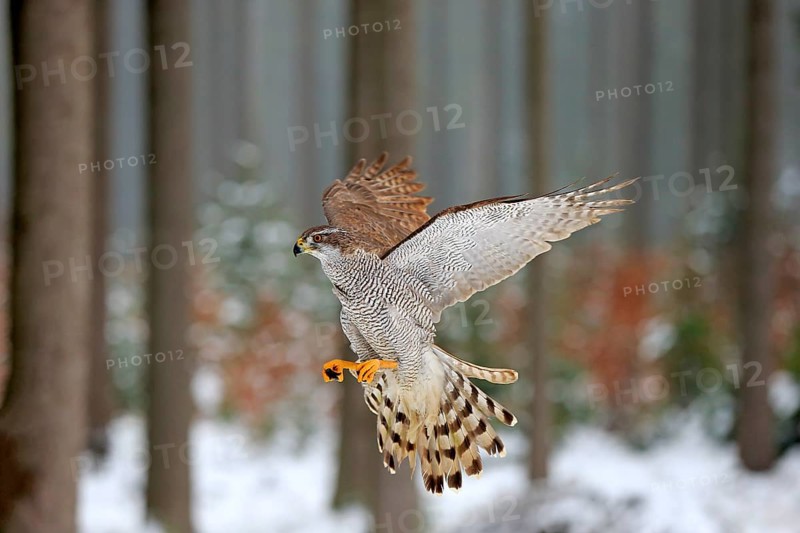 Goshawk (Accipiter gentilis), adult in winter, in the snow, flying, landing on a wait, Zdarske Vrchy, Bohemian-Moravian Highlands, Czech Republic, Europe