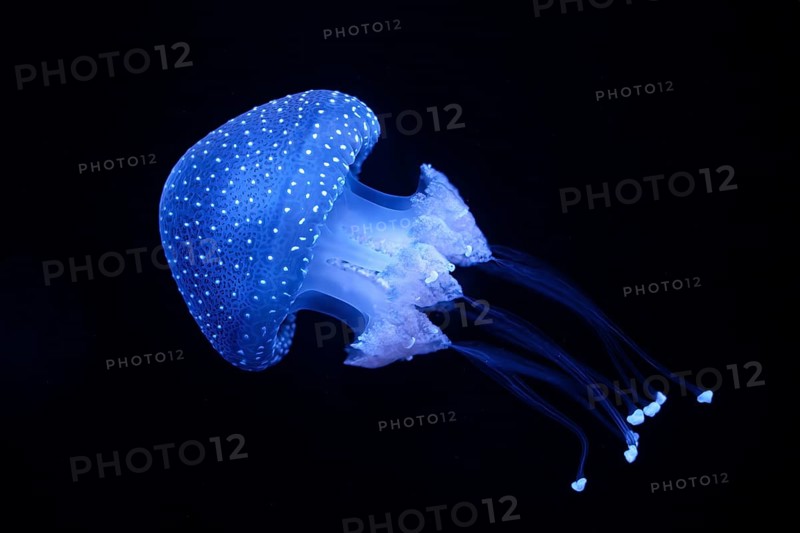 Bioluminescent Jellyfish Phyllorhiza punctata white-spotted jellyfish aka floating bell, Australian spotted jellyfish luminescent underwater