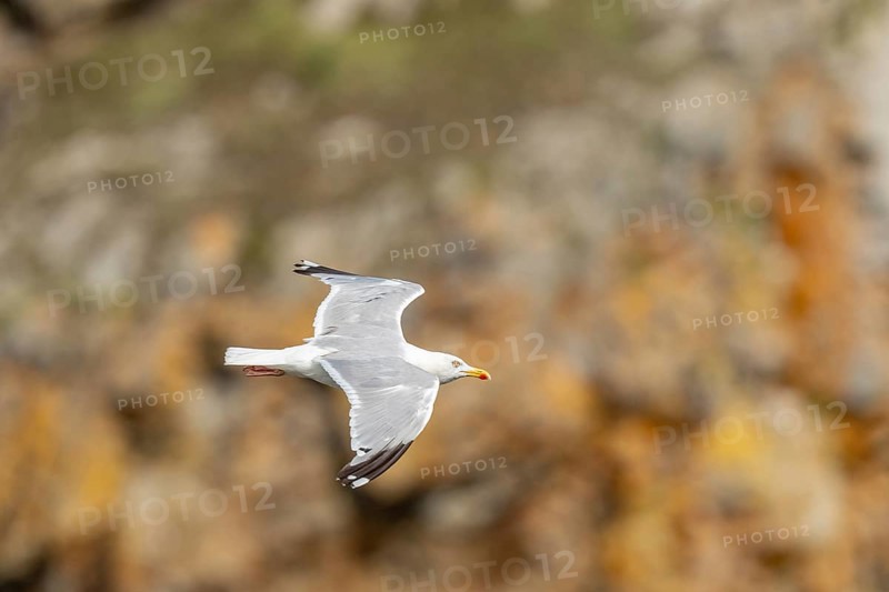 Herringgull (Larus argentatus) flies along the cliffs. Camaret, Crozon, Finistere, Brittany, France, Europe