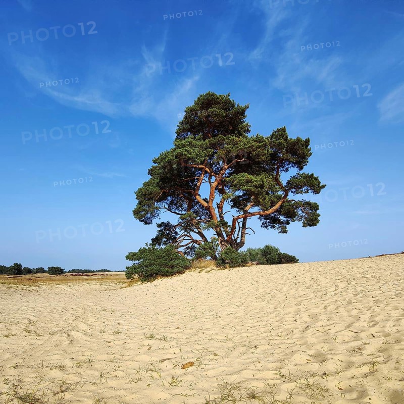 Pine tree in the De Pollen dune landscape, De Hoge Veluwe National Park, Otterlo, province of Gelderland, Netherlands