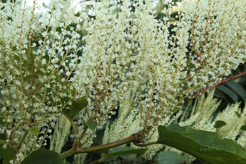 Reynoutria japonica (Reynoutria japonica) male flowers, Allgäu, Bavaria, Germany, Allgäu, Bavaria, Germany, Europe