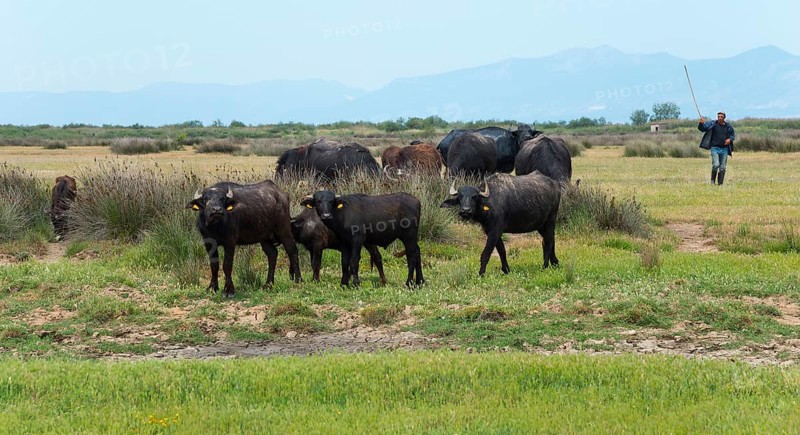 Herd of water buffaloes in a green meadow with a farmer in the background, Glikoneri, Eastern Macedonia and Thrace, Greece, Europe