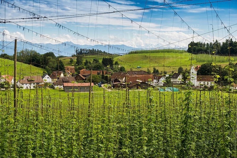 Village and hop gardens, hop growing, hop plantation, Neukirch, near Tettnang, behind the Swiss Alps, Upper Swabia, Lake Constance, Baden-Württemberg, Germany, Europe