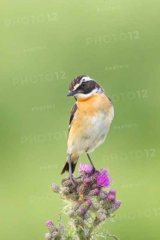 Whinchat (Saxicola rubetra), male standing on marsh thistle (Cirsium palustre), songbirds, animals, birds, North Rhine-Westphalia, Germany, Europe