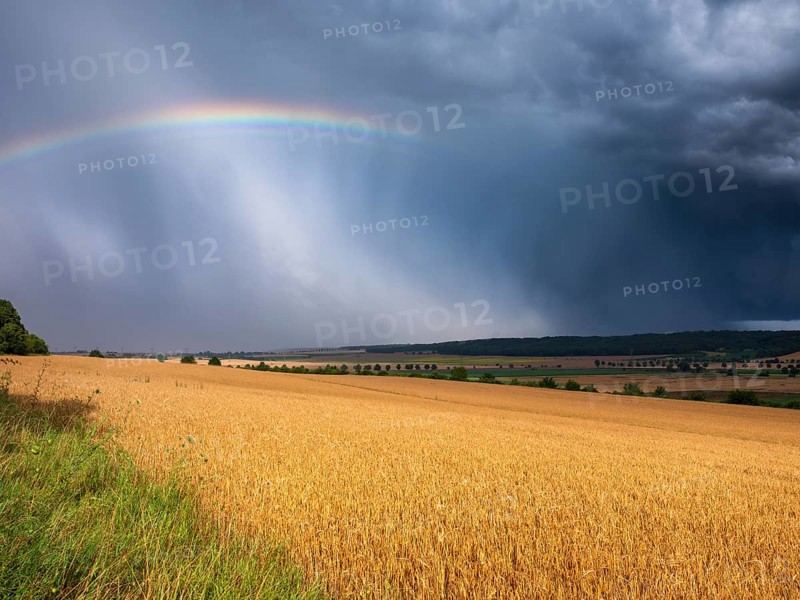 Dark dramatic storm clouds and rainbow over wheat field in the evening light, Burgenlandkreis, Saxony-Anhalt, Germany, Europe