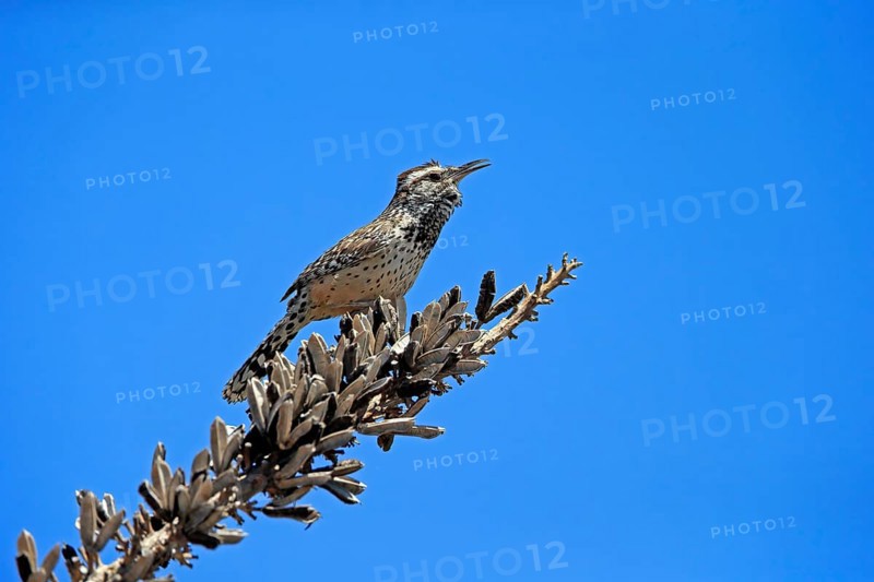 Cactus wren (Campylorhynchus brunneicapillus), adult, on wait, singing, Sonoran Desert, Arizona, North America, USA, North America