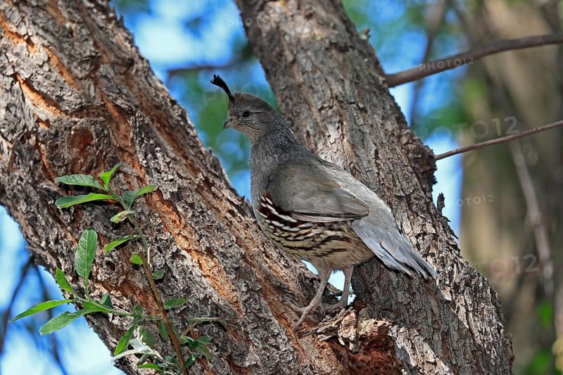Gambel's quail (Callipepla gambelii), adult, female, on tree, Sonoran Desert, Arizona, North America, USA, North America