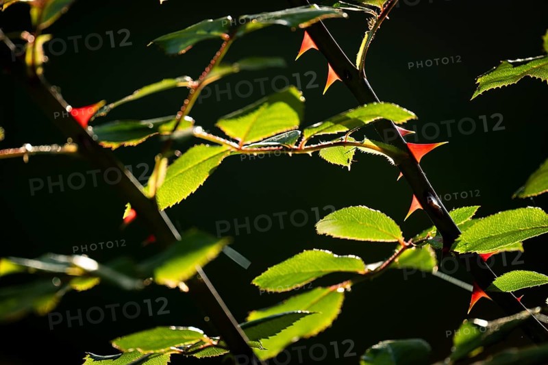 thorns, rose bush, morning sun, Rosensteinpark, Stuttgart, Baden-Württemberg