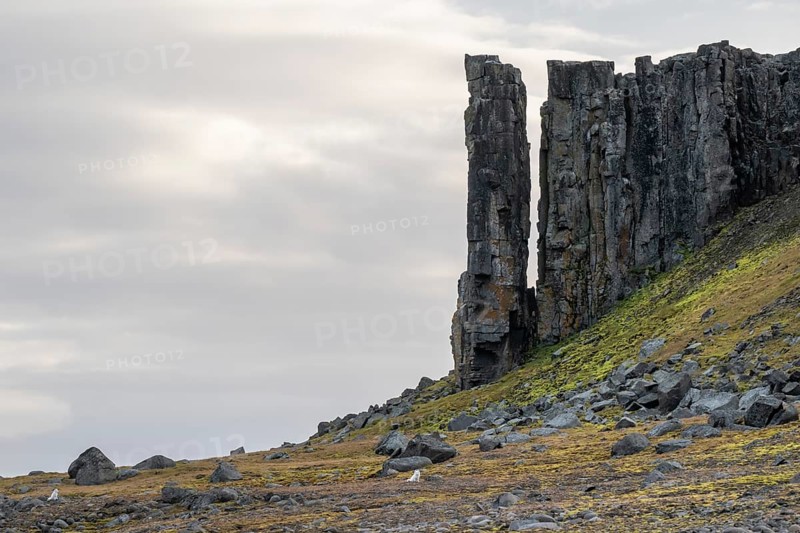Arctic fox (Vulpes lagopus) in winter coat, basalt columns, Straumsland, Spitsbergen, Svalbard, Norway, Europe