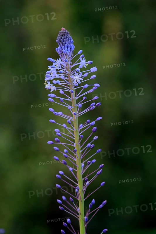 Merwilla (Merwilla), asparagus plant (Asparagaceae), flowering, flower, in spring, Kirstenbosch Botanical Gardens, Cape Town, South Africa, Africa