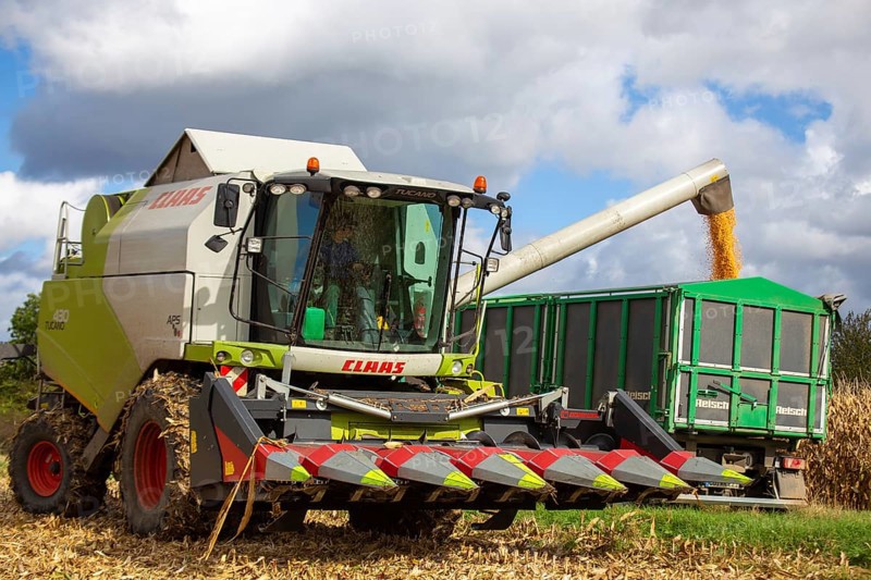 Maize harvest in the Vorderpfalz