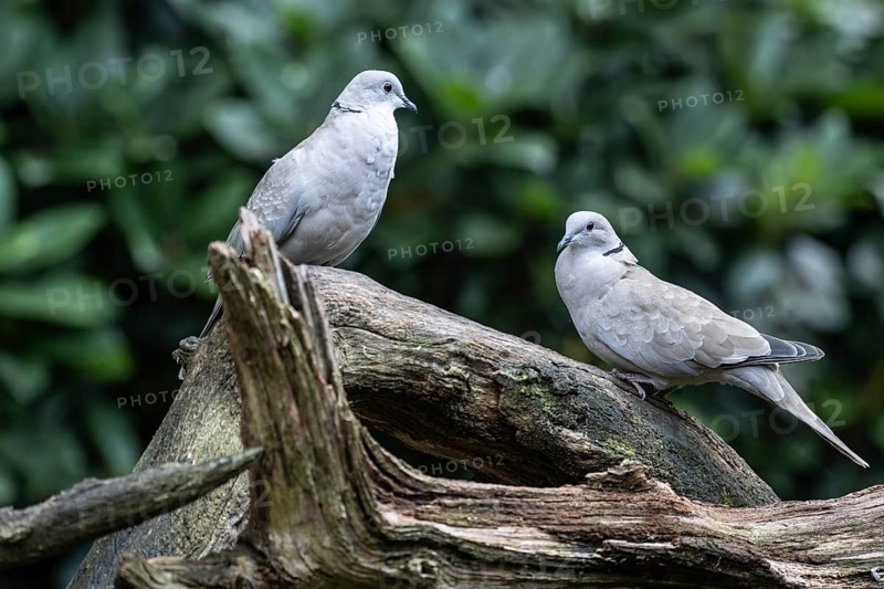 Eurasian collared doves (Streptopelia decaocto), Emsland, Lower Saxony, Germany, Europe