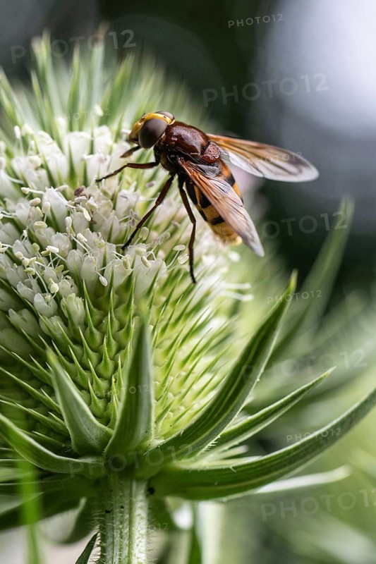 Hornet mimic hoverfly (Volucella zonaria), on teasel (Dipsacus sylvestris), Emsland, Lower Saxony, Germany, Europe