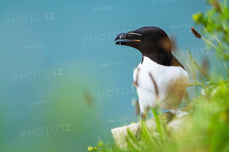 Razorbill, Alca Torda, birds on cliffs, Bempton Cliffs, North Yorkshire, England, United Kingdom, Europe