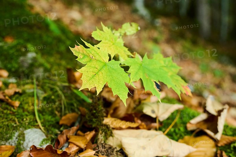 Young Norway maple (Acer platanoides) tree in autumn colours, Berchtesgadener Land, Upper Bavaria, Bavaria, Germany, Europe