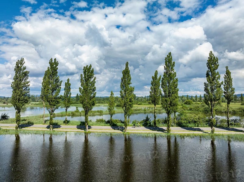 Aerial view of the Mooser Damm with the poplar avenue on the western part of Lake Constance. The dam connects the town and surrounding area of Radolfzell with the Höri peninsula. In the past, the road had to be closed at times due to flooding, District of Constance, Baden-Württemberg, Germany, Europe