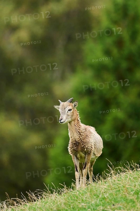 A young Mouflon (Ovis gmelini) standing on a hillside with green vegetation in the background, Wildpark Aurach, Austria, Europe