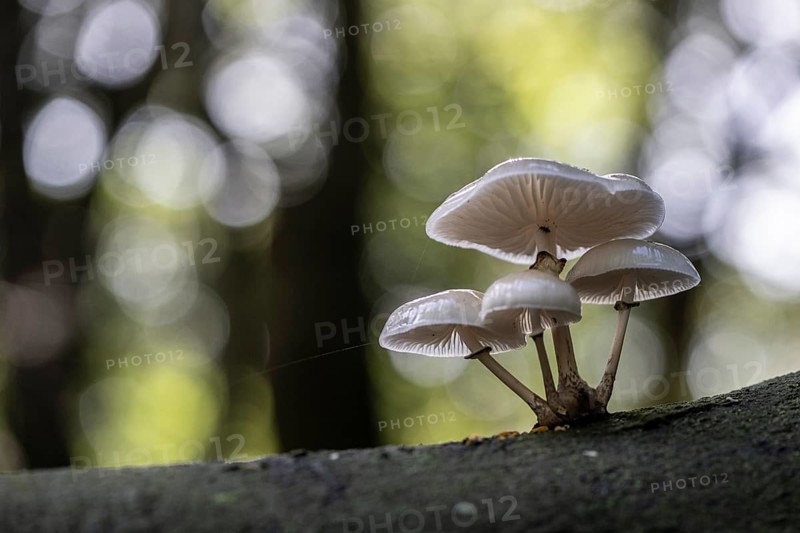 Ringed beech slime moulds (Oudemansiella mucida), Emsland, Lower Saxony, Germany, Europe