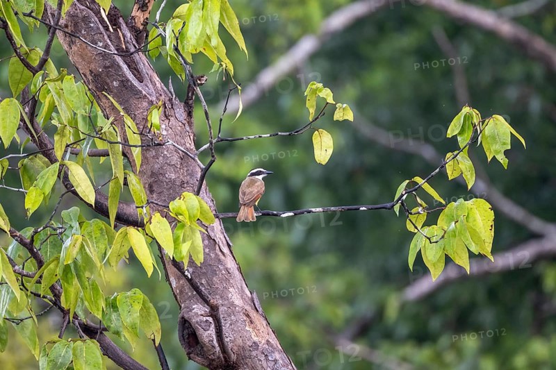 Sulphur-masked Flycatcher (Pitangus sulphuratus), bird sitting on a branch, tropical rainforest, Corcovado National Park, Osa, Puntarena Province, Costa Rica, Central America