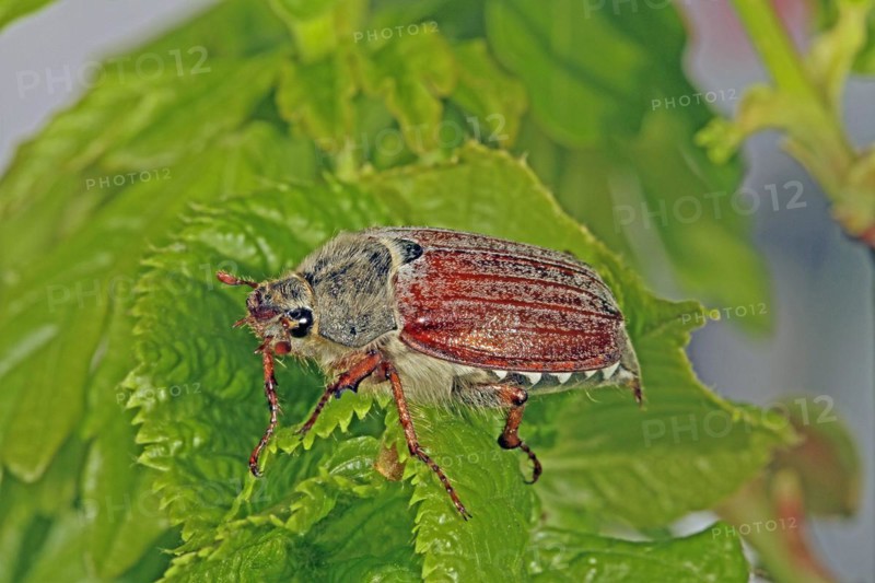 Cockchafer (Melolontha)