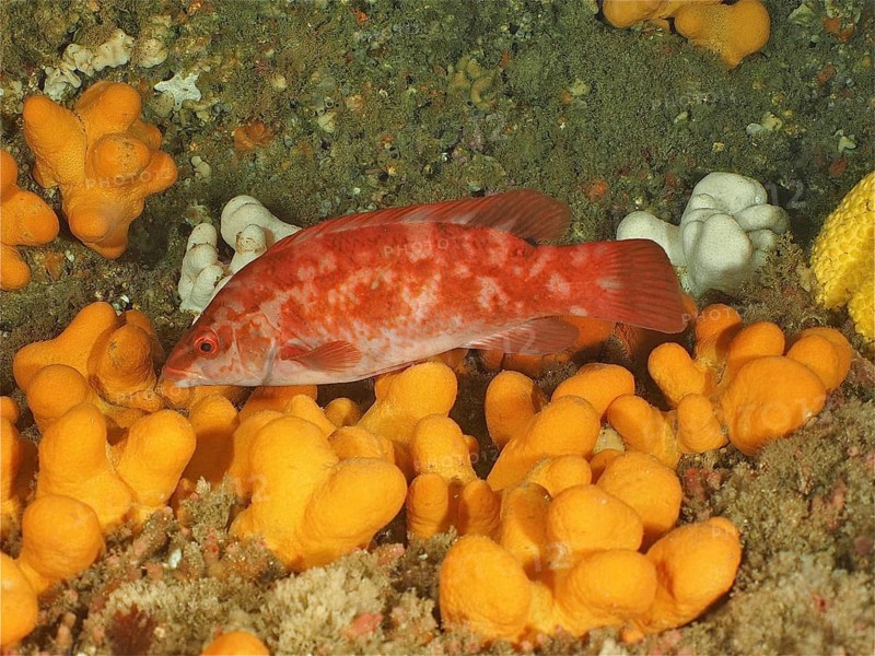 An orange-coloured fish, Ballan wrasse (Labrus bergylta), swims among yellow soft corals on the seabed. Dive site Maharees Islands, Castlegregory, Co. Kerry, Irish Sea, North Atlantic, Ireland, Europe