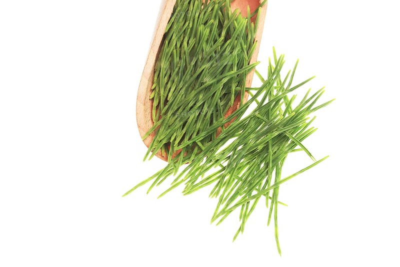Medicinal plant, Equisetum arvense, the field horsetail or horsetail
