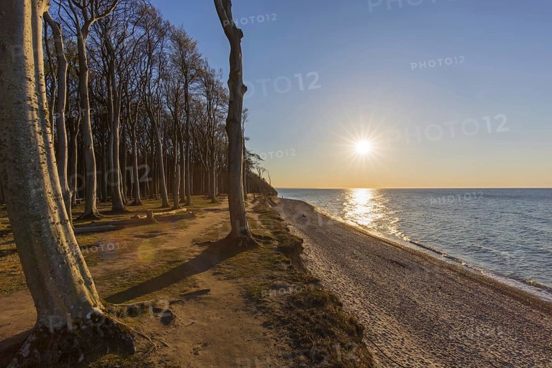 Beech trees, shaped by strong sea winds, at Ghost Wood, Gespensterwald along the Baltic Sea beach at Nienhagen, Mecklenburg-Vorpommern, Germany, Europe
