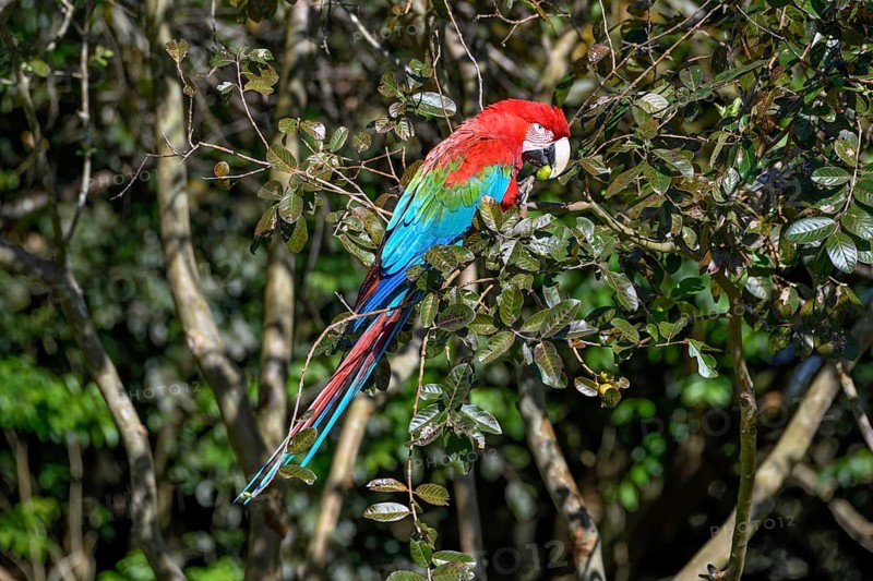 Red-and-green macaw (Ara chloroptera) eats, Cambyretá, Esteros del Iberá, Corrientes Province, Argentina, South America