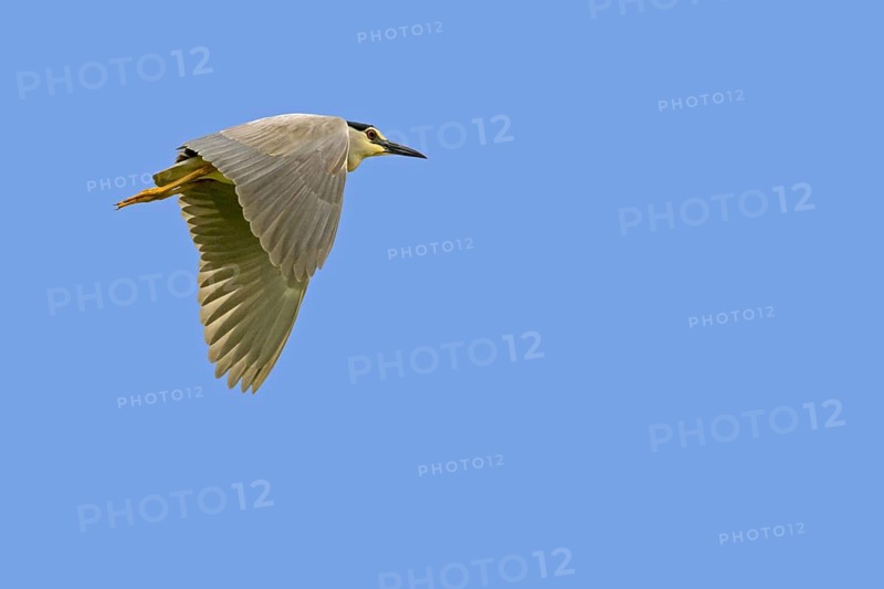 Black-crowned night heron (Nycticorax nycticorax), black-capped night heron adult in flight against blue sky in spring