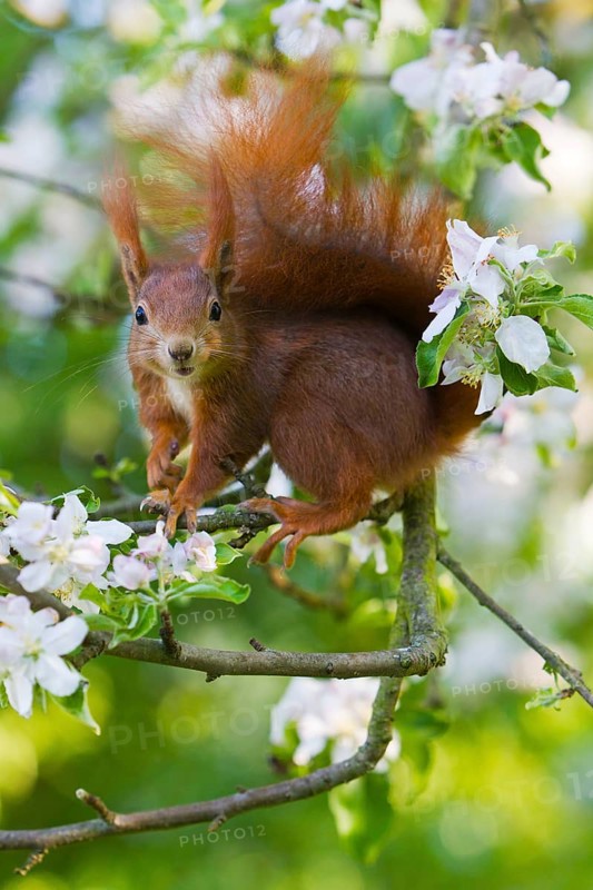 Eurasian red squirrel (Sciurus vulgaris), in apple tree, Lower Saxony, Germany, Europe