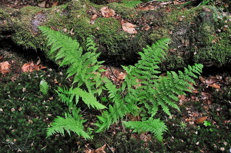 Mountain Lady Fern, Alpine Forest Fern, Ferns, Alpine Lady-fern (Athyrium distentifolium) in forest