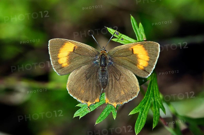 Brown Hairstreak (Thecla betulae), Lower Saxony, Germany, Europe