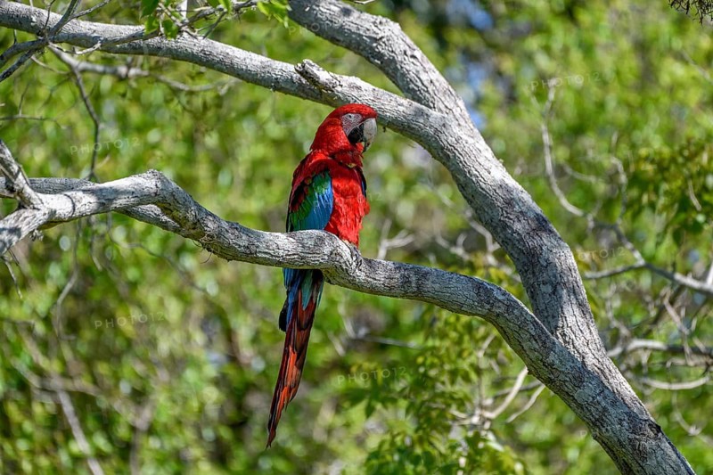 Red-and-green macaw (Ara chloroptera), Cambyretá, Esteros del Iberá, Corrientes Province, Argentina, South America