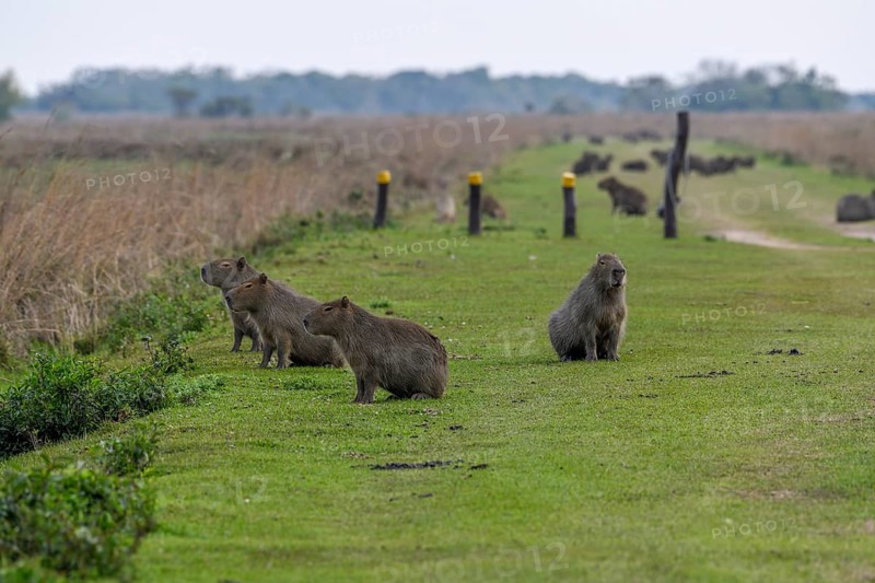 Capybaras (Hydrochoerus hydrochaeris), Cambyretá, Esteros del Iberá, Corrientes Province, Argentina, South America