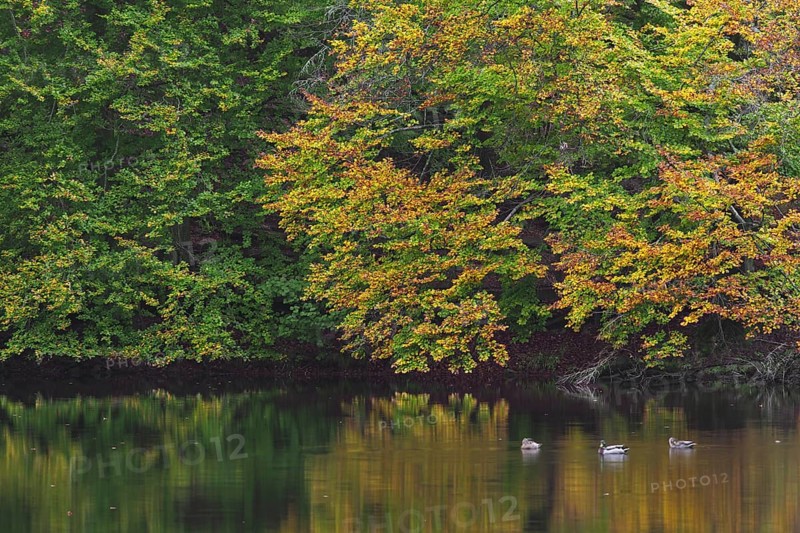 Beech trees showing autumn colours and mallards swimming in pond in the Söderåsen National Park, Skåne, Scania, southern Sweden, Scandinavia