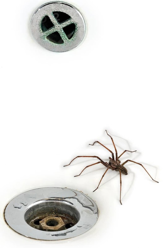 Giant house spider (Tegenaria duellica) (Tegenaria gigantea) in the washbasin, sink next to the socket in the bathroom, Belgium, Europe