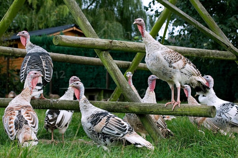 Domestic turkeys, turkey, turkeys, turkeys, chicken birds, livestock, animals, birds, poultry, Domesticated common turkey (Meleagris gallopavo) hens at poultry farm